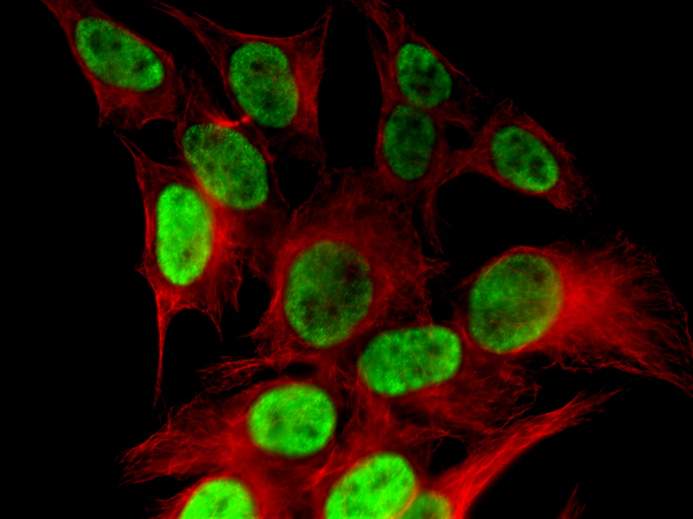 Histone H4K8ac antibody (pAb) tested by immunofluorescence.