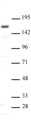 SIP1 antibody (pAb) tested by Western blot.