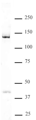 DDB1 antibody (pAb) tested by Western blot.