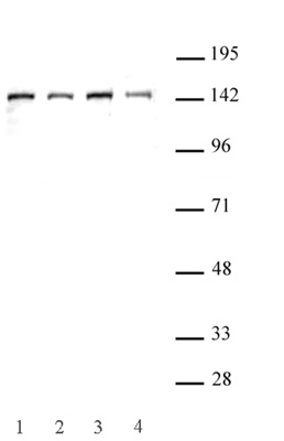 SMC3 antibody (pAb) tested by Western blot.