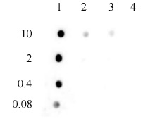 3-Methylcytosine (3-mC) antibody (pAb) tested by dot blot analysis.