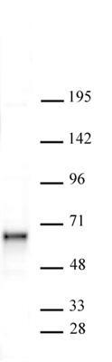 Sox11 antibody (pAb) tested by Western blot.