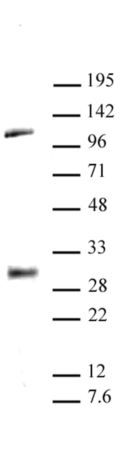 LIN28A antibody (pAb) tested by Western blot.