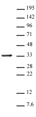 Histone H1 antibody (pAb) tested by Western blot.
