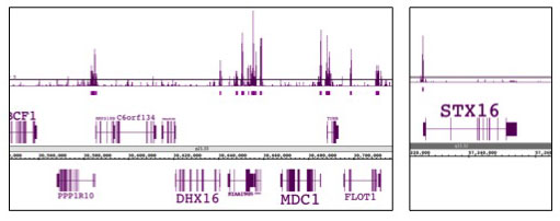 EED antibody (mAb) tested by ChIP-Seq.