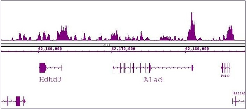 FOXG1 antibody (pAb) tested by ChIP-Seq.