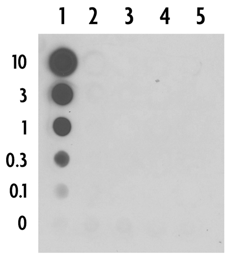 5-Carboxylcytosine (5-caC) antibody (pAb) tested by dot blot analysis.