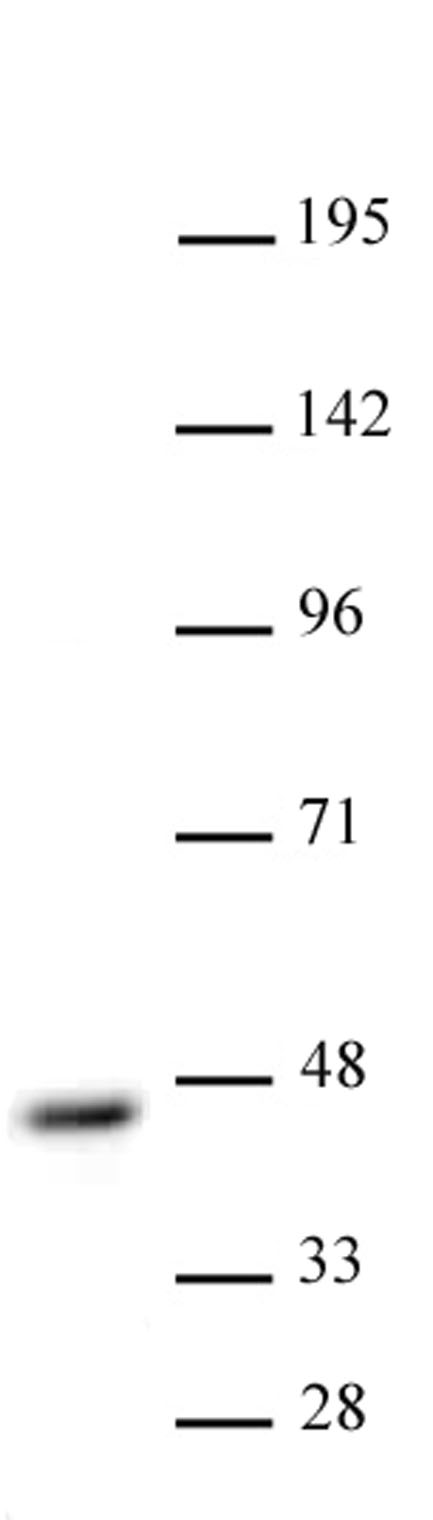 CBX8 antibody (pAb) tested by Western blot.
