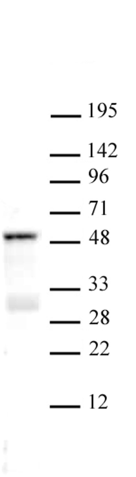 SMAD3 antibody (pAb) tested by Western blot.