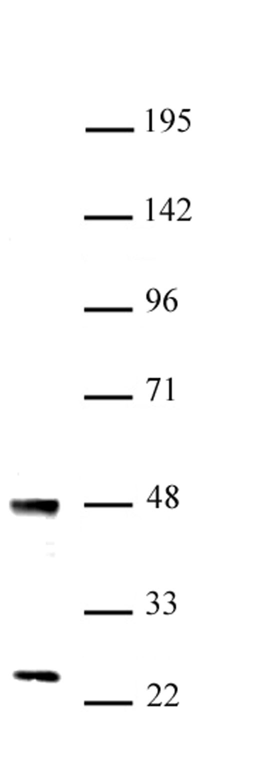 UTF1 antibody (pAb) tested by Western blot.