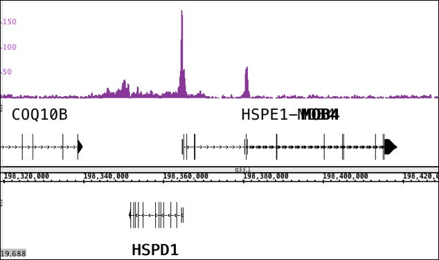 ChIP-Seq analysis of CTBP2 (pAb) 