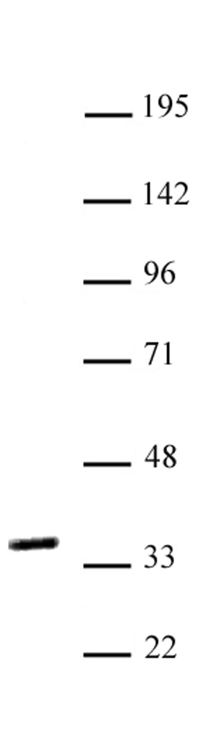 NKX2.5 antibody (pAb) tested by Western blot.