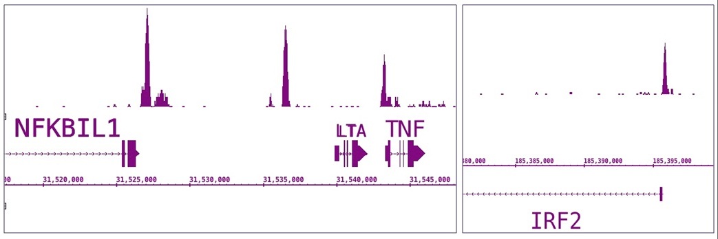 IRF-5 antibody (pAb) tested by ChIP-Seq.