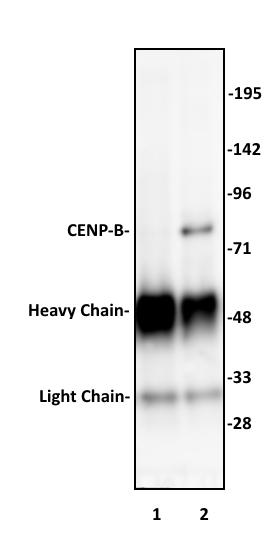 CENP-B antibody (pAb) tested by immunoprecipitation.