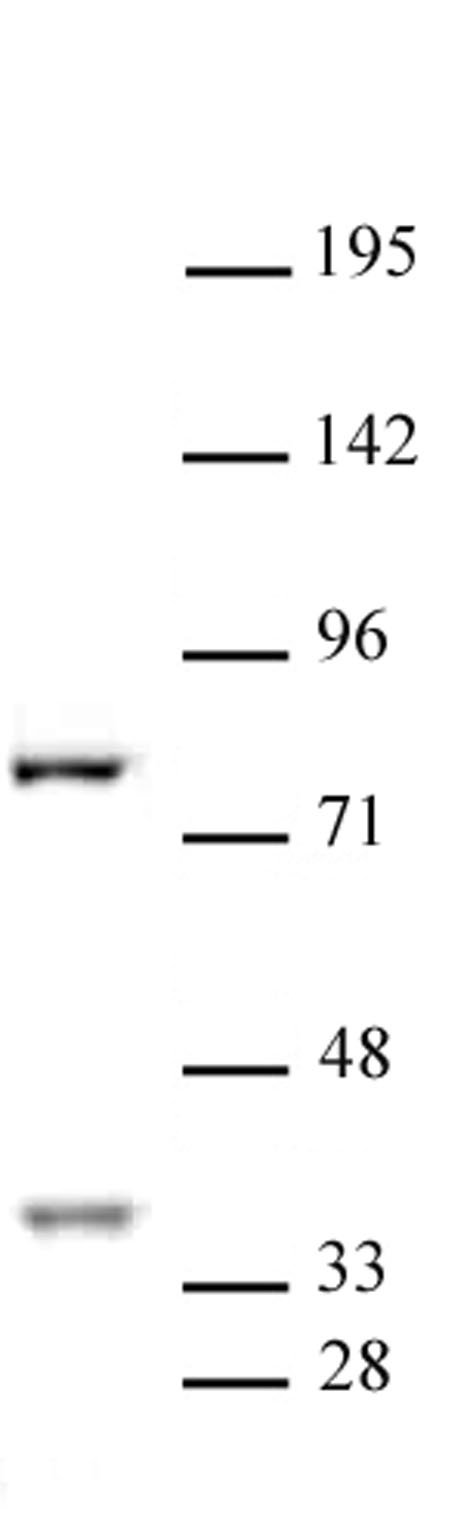 CENP-B antibody (pAb) tested by Western blot.
