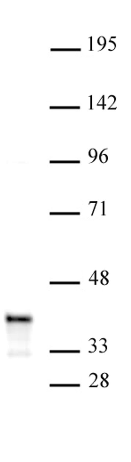PDX1 antibody (pAb) tested by Western blot.