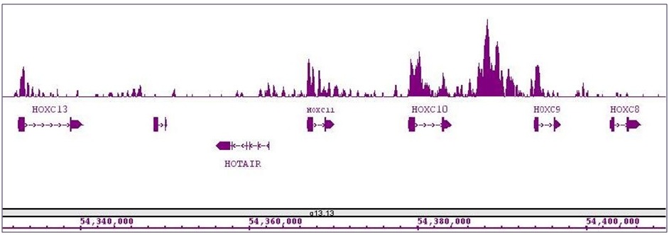 MLL / HRX antibody (pAb) tested by ChIP-Seq.