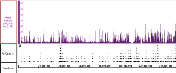 PBRM1 antibody (pAb) tested by ChIP-Seq.