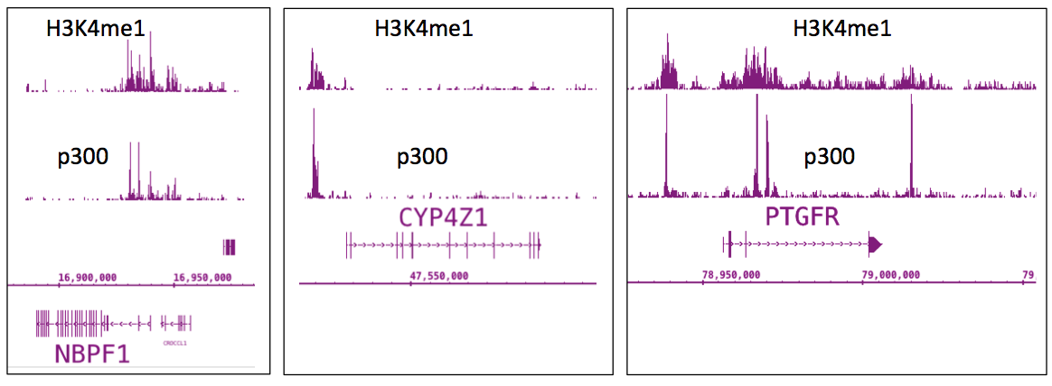 p300 antibody (mAb) tested by ChIP-Seq.