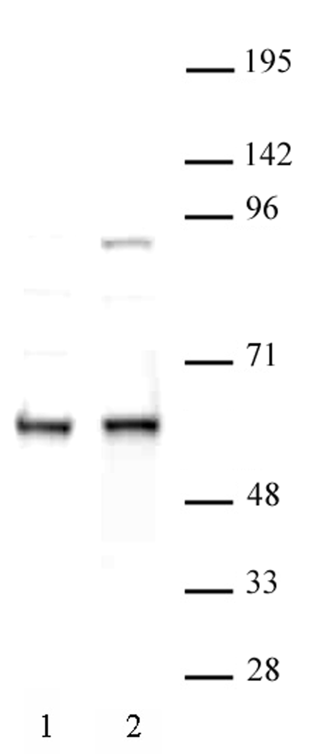FTO antibody (pAb) tested by Western blot.