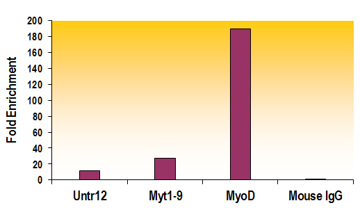 Histone H3K27me2 antibody (mAb) tested by ChIP.