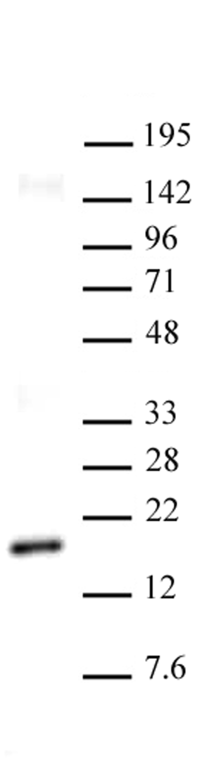 Histone H3K27me2 antibody (mAb) tested by Western blot.