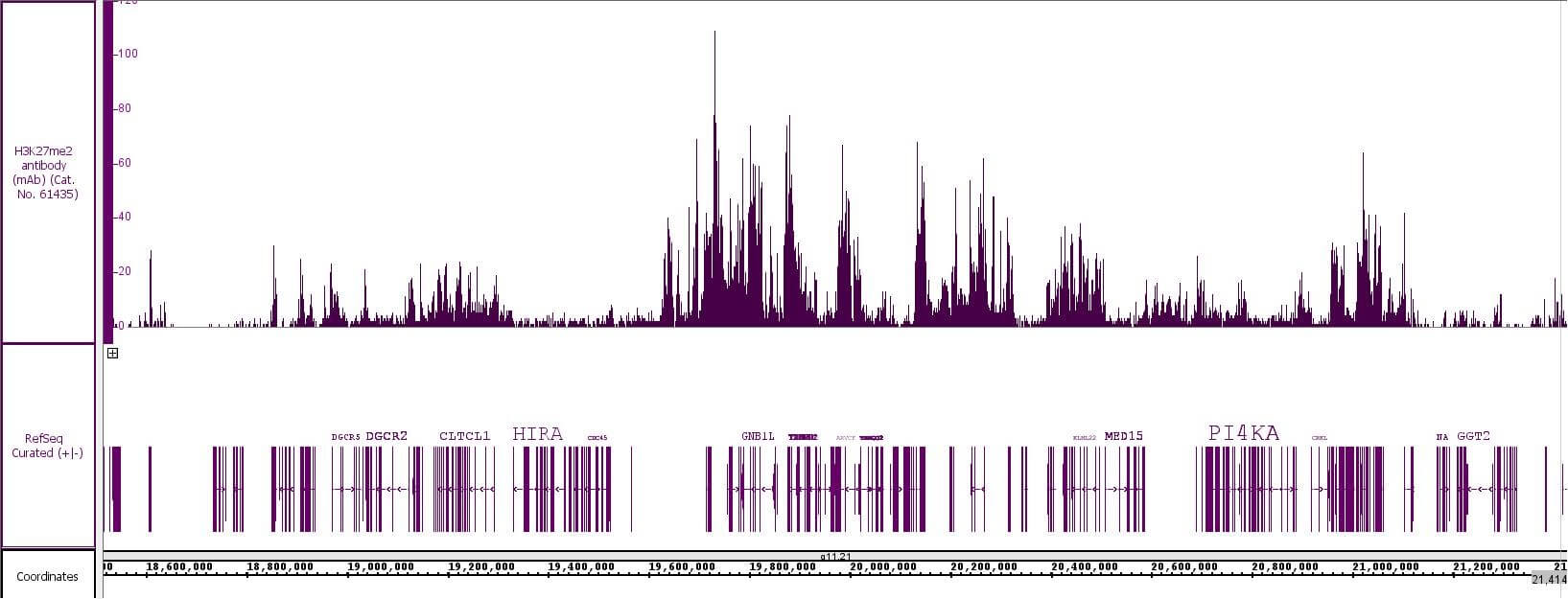 Histone H3K27me2 antibody (mAb) tested by CUT&Tag.