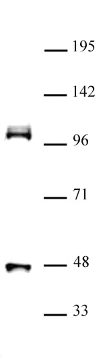 CUL4B antibody (pAb) tested by Western blot.