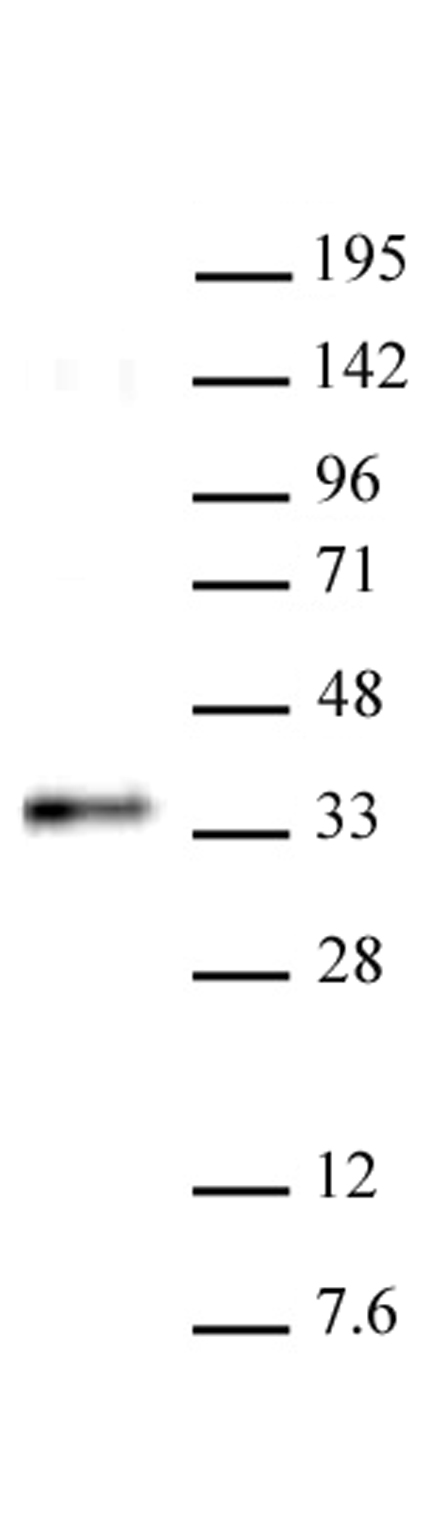 RYBP antibody (pAb) tested by Western blot.