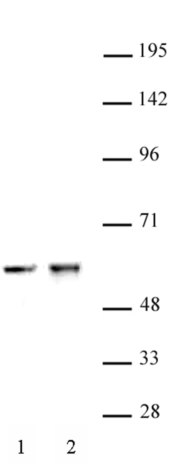 CDK8 antibody (pAb) tested by Western blot.