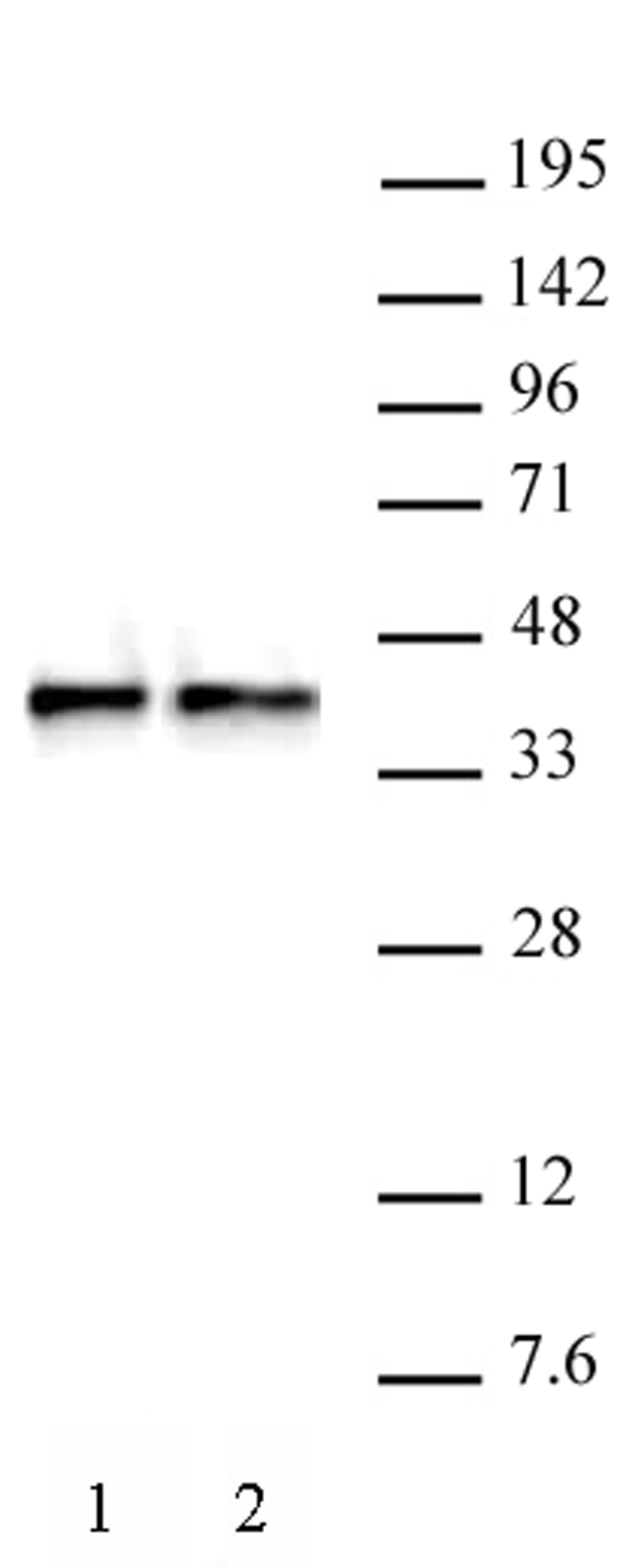 WDR5 antibody (pAb) tested by Western blot.