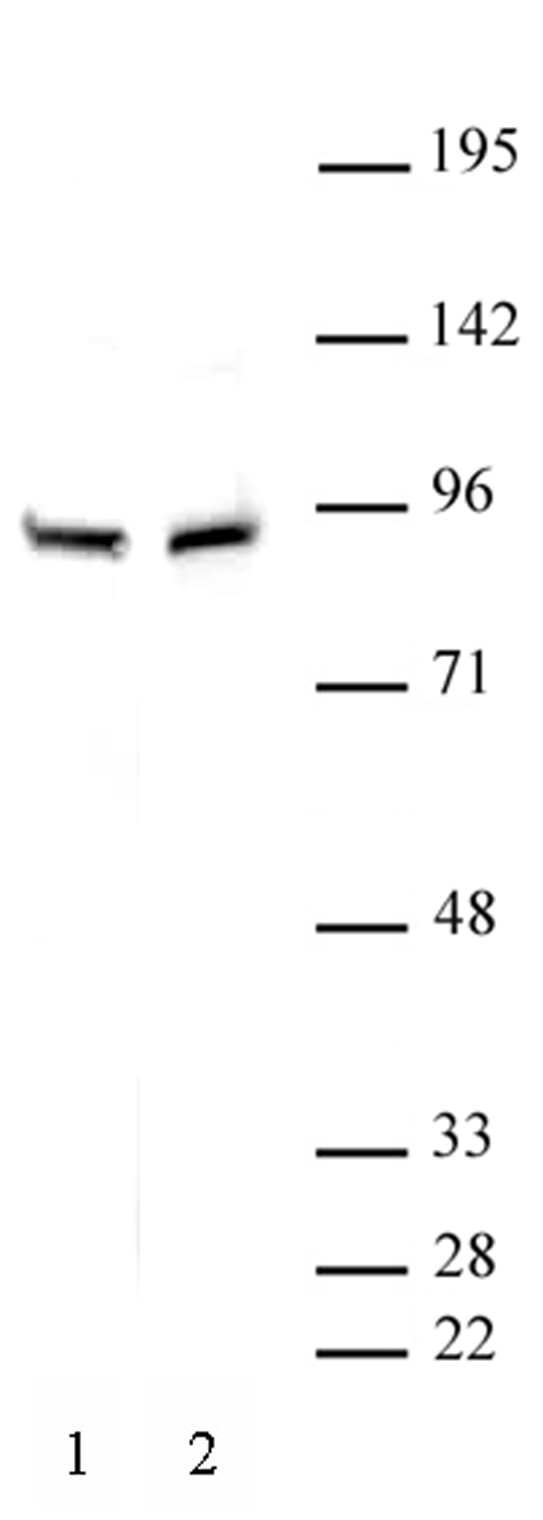 beta-Catenin antibody (pAb) tested by Western blot.