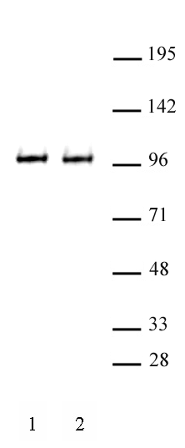 BRD3 antibody (pAb) tested by Western blot.