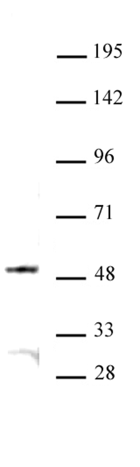 JMJD6 antibody (pAb) tested by Western blot.