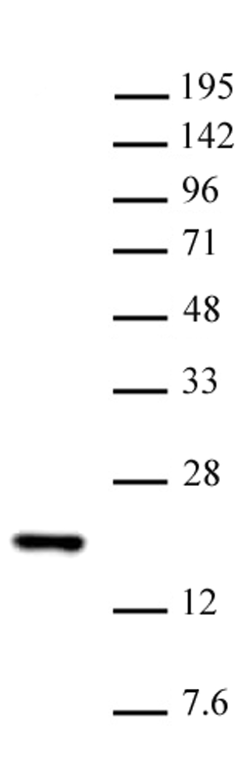 Histone H3K14me1 antibody (pAb) tested by Western blot.