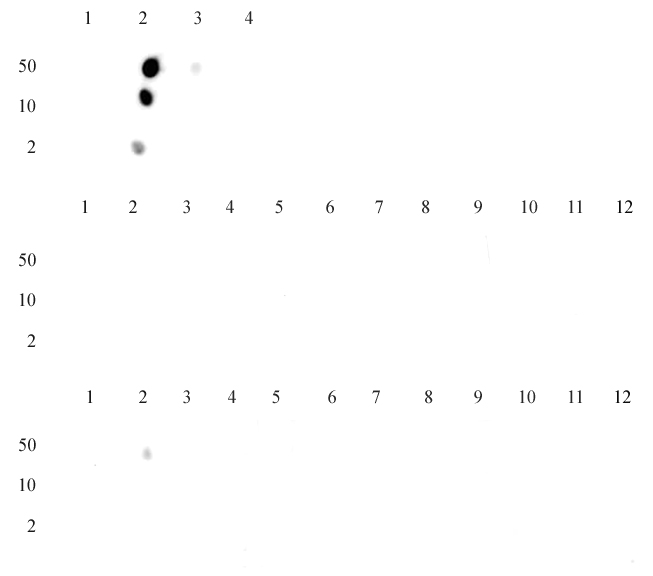 Histone H3K14me1 antibody (pAb) tested by dot blot analysis.