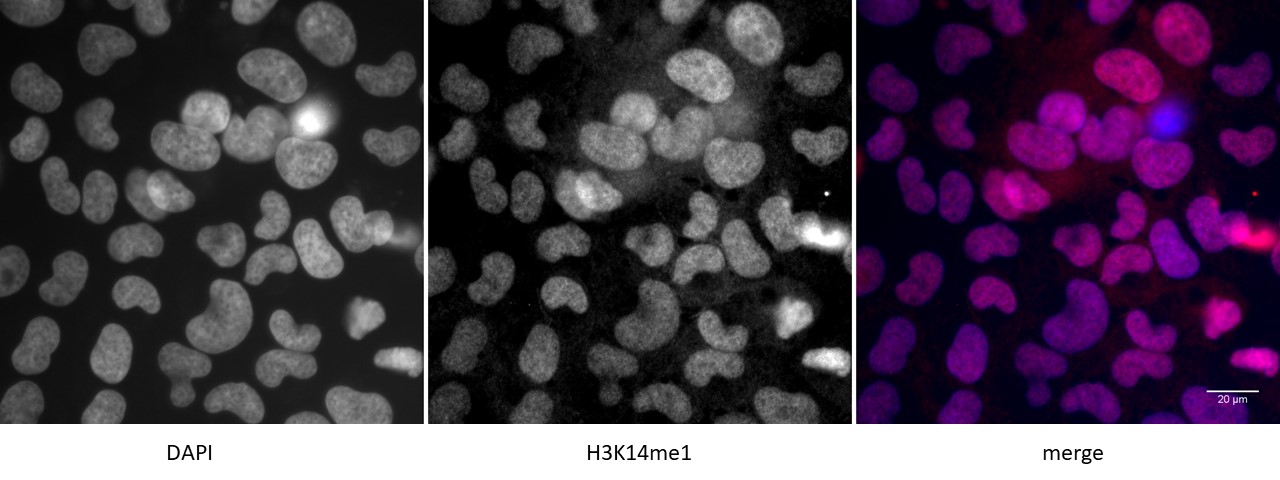Histone H3K14me1 antibody (pAb) tested by immunofluorescence.