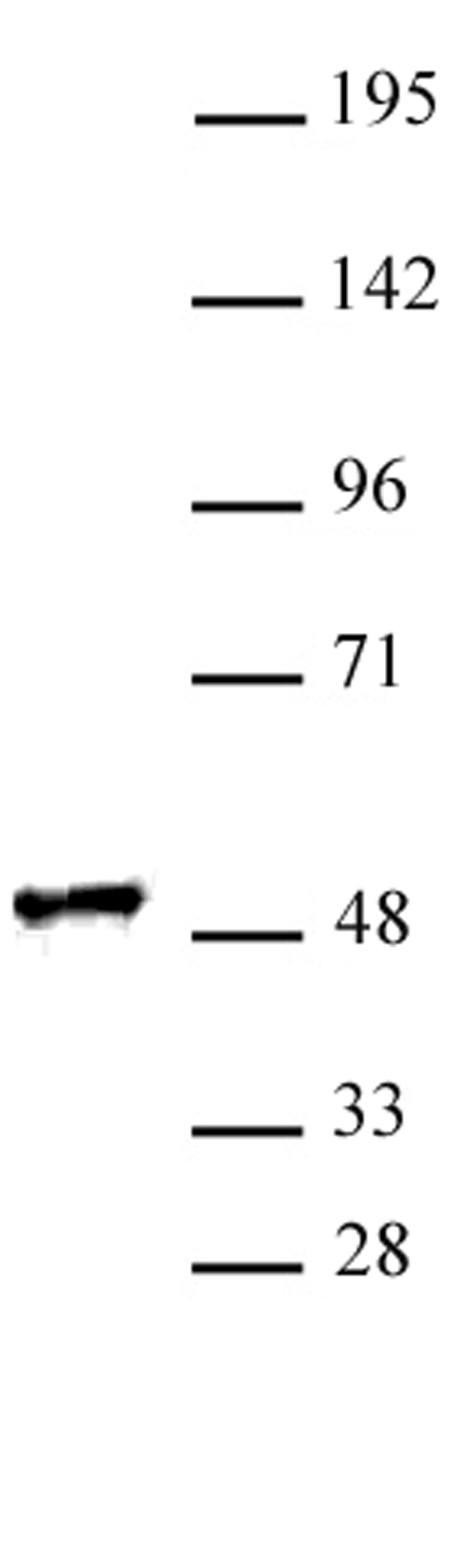 RING1 antibody (pAb) tested by Western blot.
