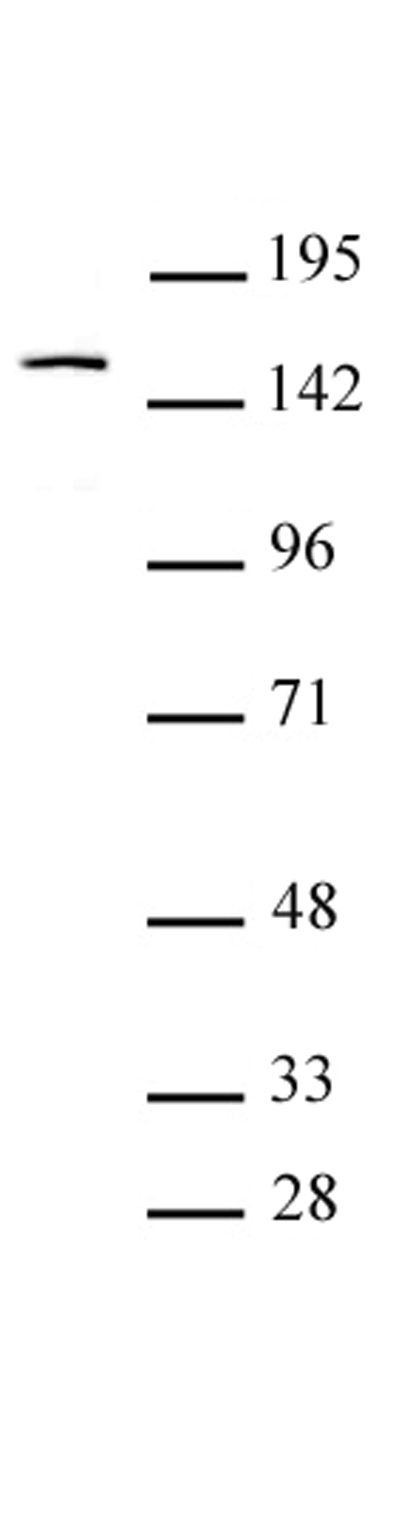 BRPF1 antibody (pAb) tested by Western blot.