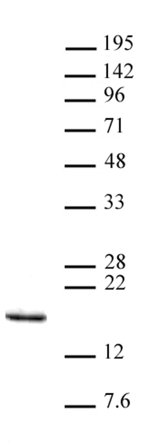 Histone H3K14me3 antibody (pAb) tested by Western blot.