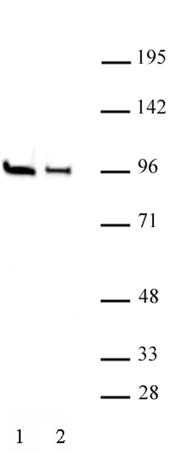 EZH1 antibody (pAb) tested by Western blot.