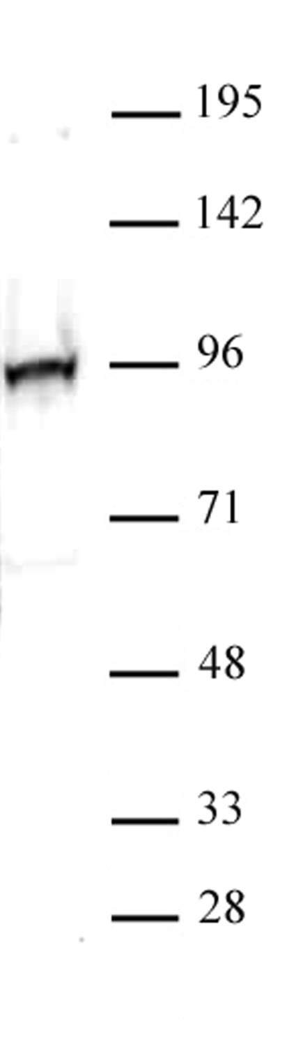 NRF2 antibody (pAb) tested by Western blot.