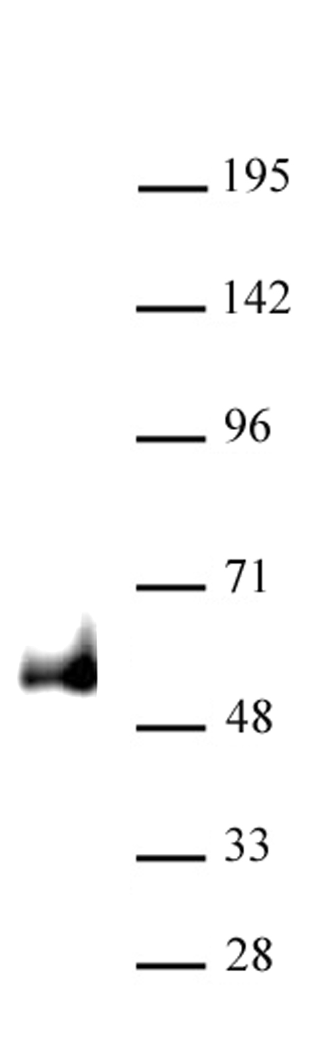 PAX6 antibody (pAb) tested by Western blot.
