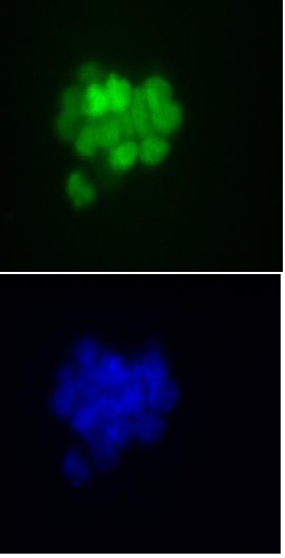Nanog antibody (mAb) tested by immunofluorescence.