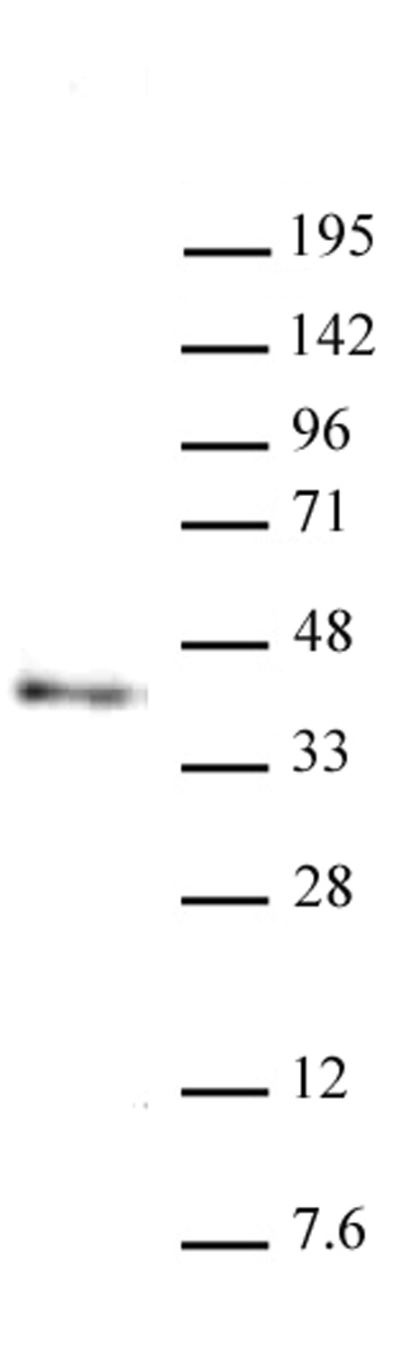 Nanog antibody (mAb) tested by Western blot.