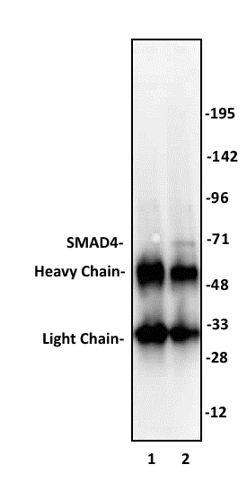 SMAD4 antibody (pAb) tested by immunoprecipitation.