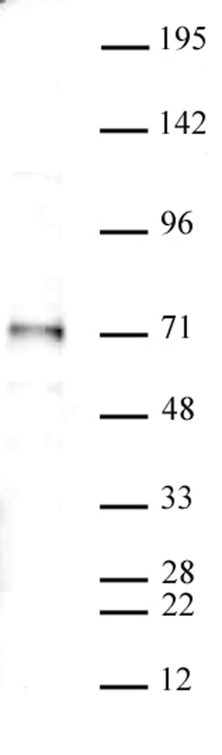 SMAD4 antibody (pAb) tested by Western blot.