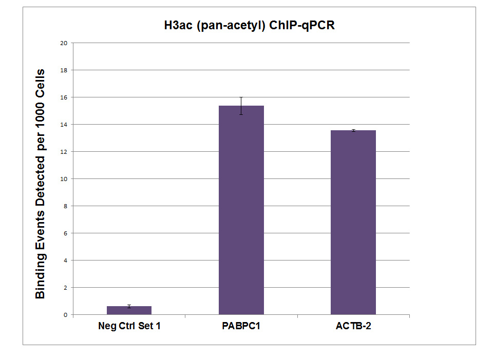 Histone H3ac (pan-acetyl) antibody (pAb) tested by ChIP.