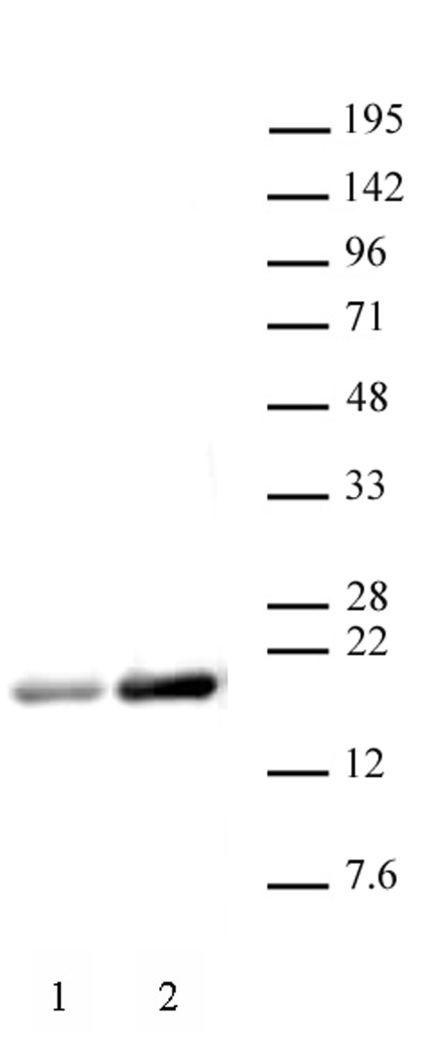 Histone H3ac (pan-acetyl) antibody (pAb) tested by Western blot.