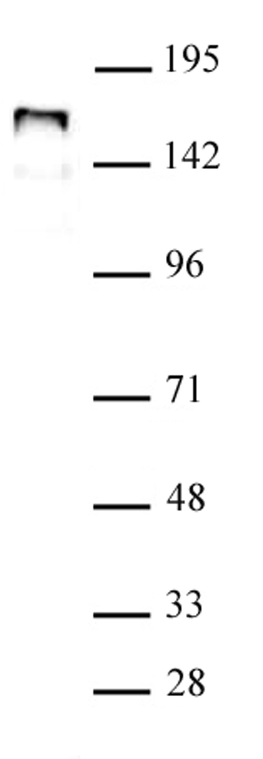 NCOA1 antibody (pAb) tested by Western blot.